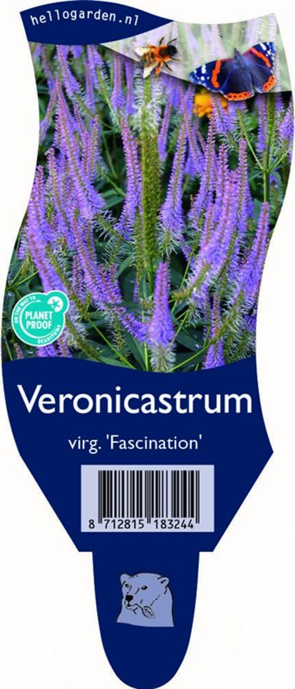 Veronicastrum virg. 'Fascination' - P11